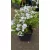 Phlox subulata Coral Eye - Árlevelű lángvirág