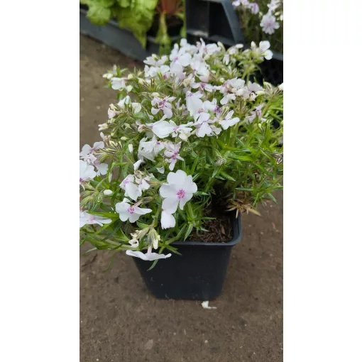 Phlox subulata Coral Eye - Árlevelű lángvirág