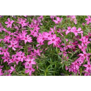 Phlox subulata Crimson Beauty - Árlevelű lángvirág