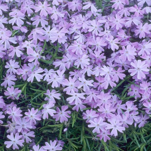 Phlox subulata Emerald Cushion Blue - Árleelű lángvirág