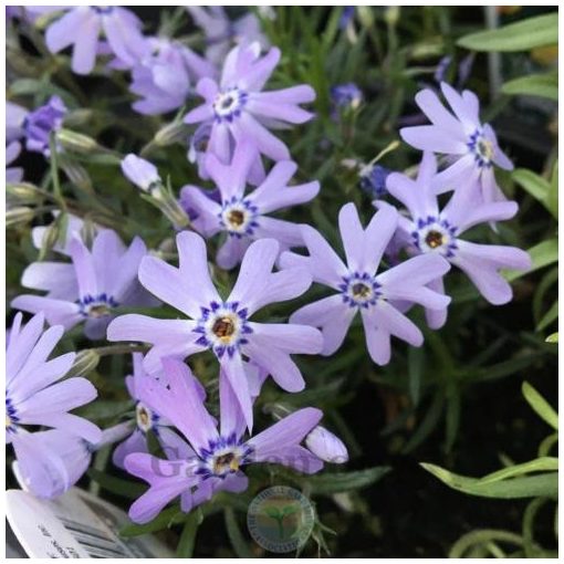 Phlox subulata Fabulous Blue Violet - Árlevelű lángvirág