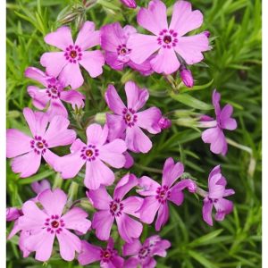 Phlox subulata Fabulous Rose - Árlevelű lángvirág