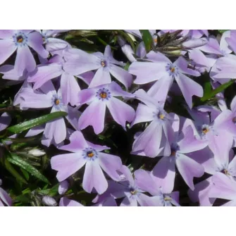 Lángvirág (Phlox)
