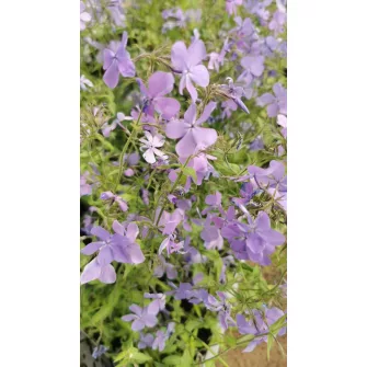 Lángvirág (Phlox)