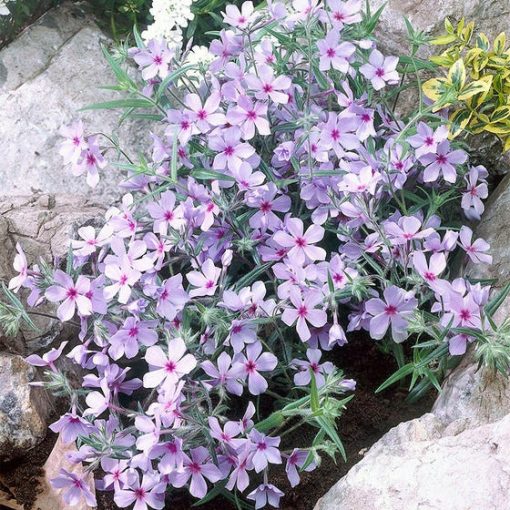 Phlox divaricata Chattahoochee - Erdei lángvirág