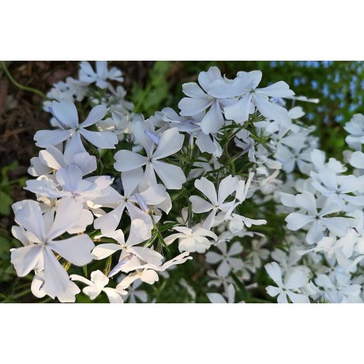 Phlox divaricata May Breeze - Erdei lángvirág