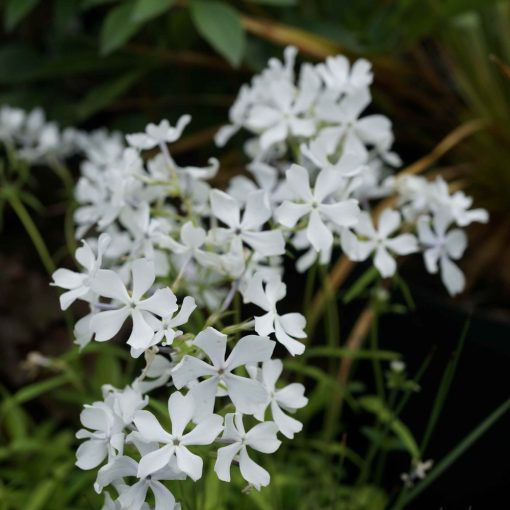 Phlox divaricata White Perfume - Erdei lángvirág