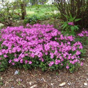 Phlox stolonifera Home Fires - Tarackos lángvirág