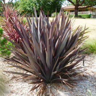 Vászonliliom (Phormium)