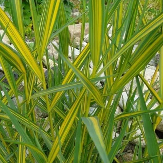 Közönséges nád (Phragmites)