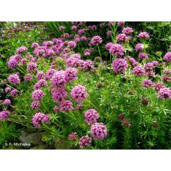 Szálkanyak (Phuopsis)