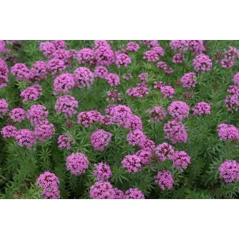 Szálkanyak (Phuopsis)