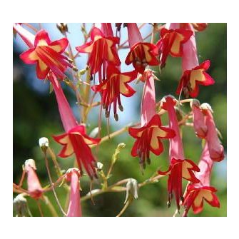 Folyóharang (Phygelius)