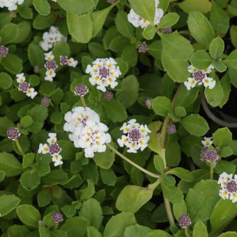 Texasi békagyümölcs (Phyla)