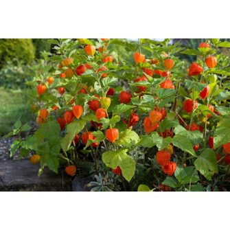 Földicsereszenye (Physalis)