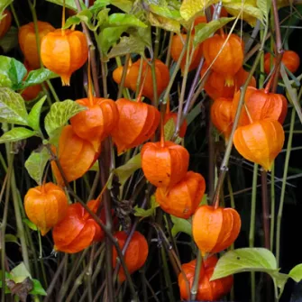 Földicsereszenye (Physalis)