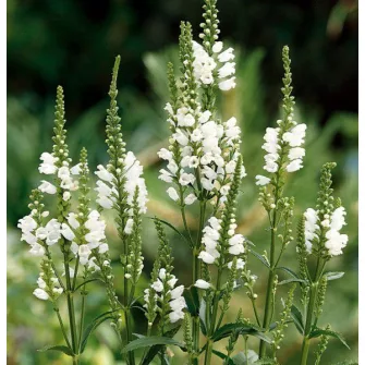 Füzérajak (Physostegia)