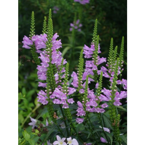 Physostegia virginiana Bouquet Rose - Füzérajak