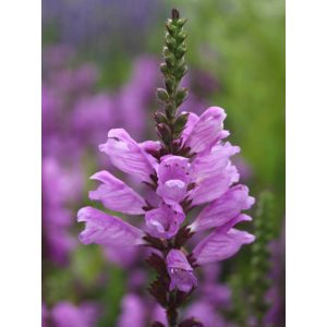 Physostegia virginiana Red Beauty - Füzérajak