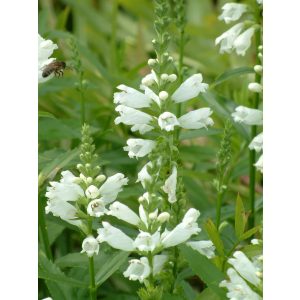 Physostegia virginiana Summer Snow - Füzérajak