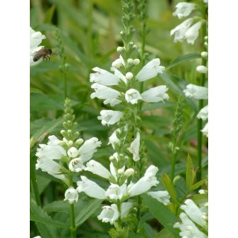 Füzérajak (Physostegia)