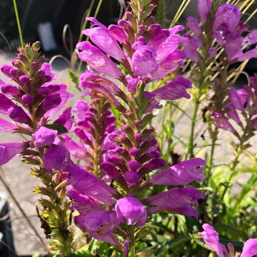 Physostegia virginiana Vivid - Füzérajak