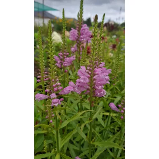 Physostegia virginiana Vivid - Füzérajak