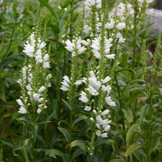 Füzérajak (Physostegia)