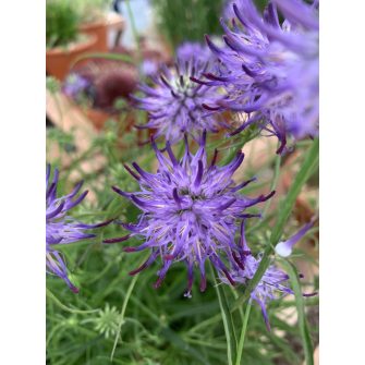 Varjúköröm (Phyteuma)