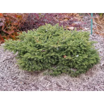 Picea