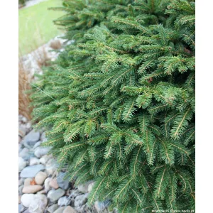 Picea omorika Karel - Szerb luc