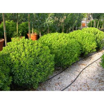 Enyvesmag (Pittosporum)