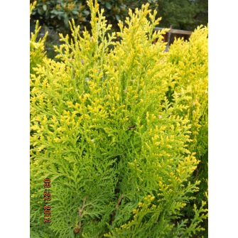 Tuja (Platycladus)