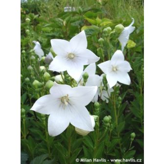 Léggömbvirág (Platycodon)