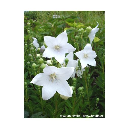 Platycodon grandiflorus Astra White - Léggömbvirág