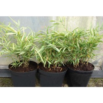 Bambusz (Pleioblastus)