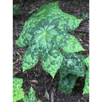 Tojásbogyó (Podophyllum)