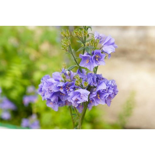 Polemonium Bambino Blue - Csatavirág