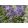 Polemonium Bressingham Purple - Csatavirág