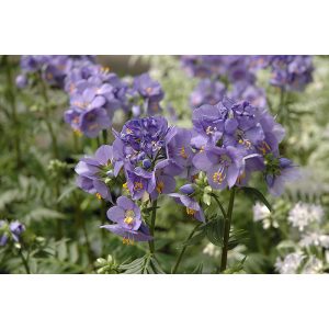 Polemonium Bressingham Purple - Csatavirág