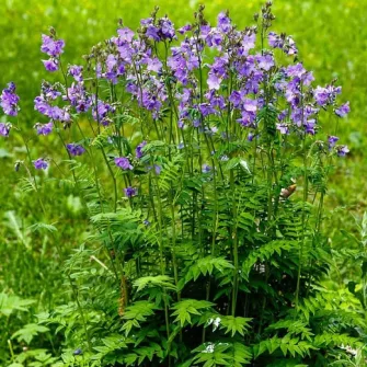 Csatavirág (Polemonium)