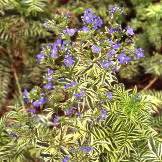 Csatavirág (Polemonium)