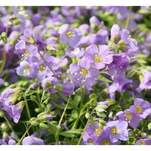 Polemonium caeruleum Lambrook Mauve - Csatavirág