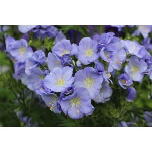 Polemonium caeruleum Northern Lights - Csatavirág