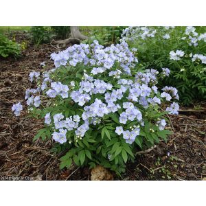 Polemonium reptans - Csatavirág