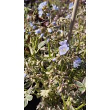 Polemonium reptans Stairway to Heaven - Csatavirág