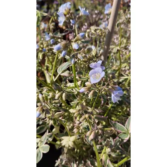 Csatavirág (Polemonium)