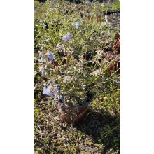 Polemonium reptans Stairway to Heaven - Csatavirág