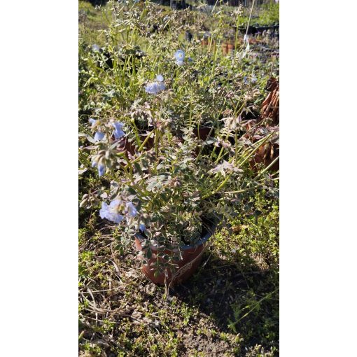 Polemonium reptans Stairway to Heaven - Csatavirág