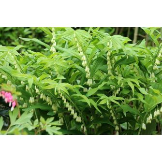 Salamonpecsét (Polygonatum)